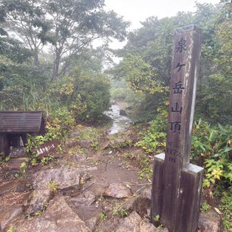 山頂が一番多かった🦟