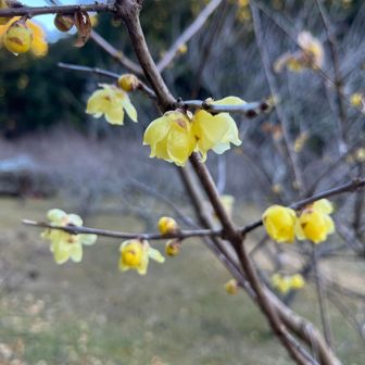 梅園の梅はまだまだでしたが、蝋梅の花が咲いていました。