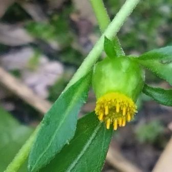 ガンクビソウ（雁首草）

キク科ガンクビソウ属（ヤブタバコ属）の多年草。
枝先につく黄色の頭花（小さな花の集まり）が横～下向きに曲がって咲く様子が、煙管の吸い口側にある金属部分（雁首）に似ていることから名付けられました。
花びらのように見える舌状花がないため、見た目は地味で目立ちません。花のすぐ下には小さな葉（苞葉）が2〜4個つきます。