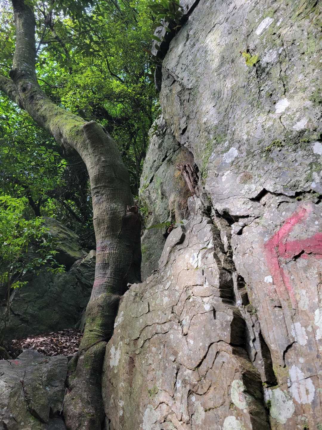鷲峰山 周回コースの写真