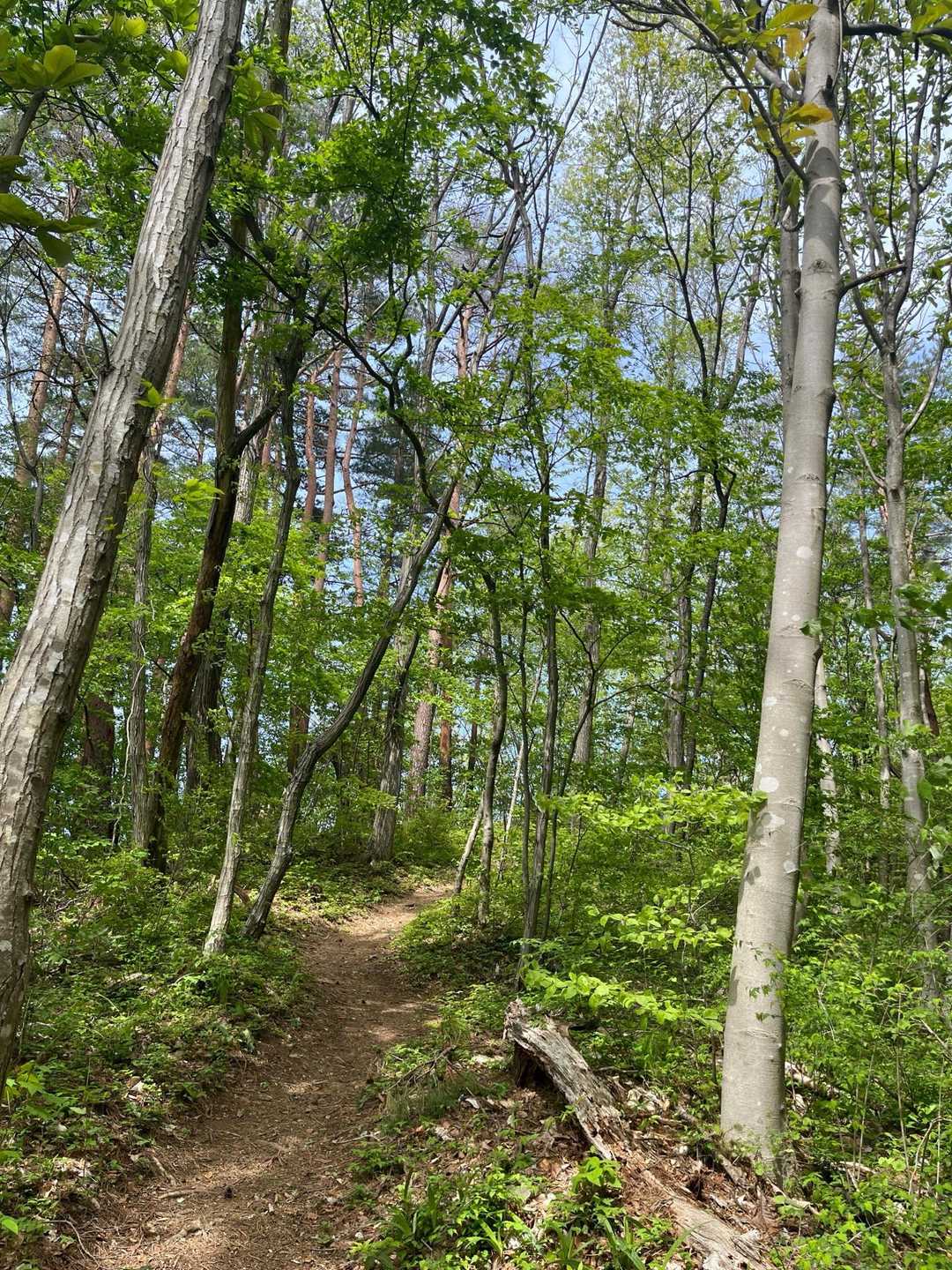 歩きやすい登山道です