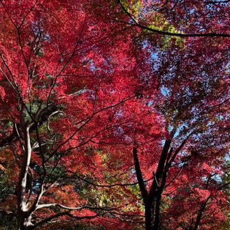 金毘羅台経由で下山
紅葉と太陽の光でこの辺一帯がピンクになってたよ🩷🩷🩷
こっち経由して正解！