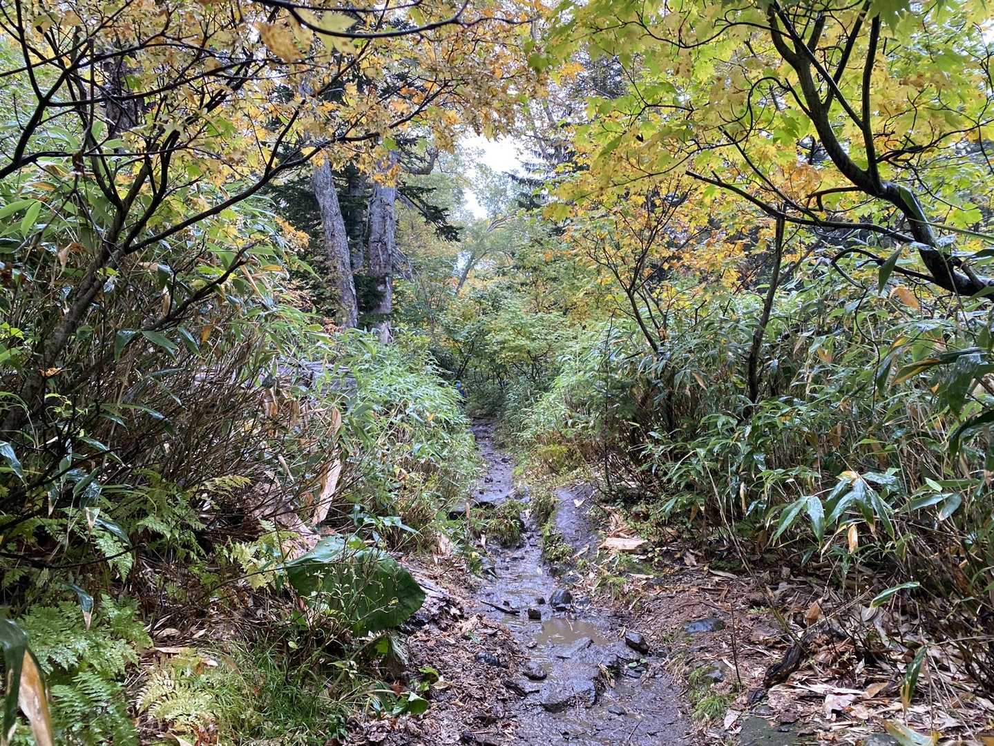 大雪高原山荘発着｜水鏡を楽しむ沼めぐり往復コースの写真
