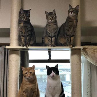 テンテンだいすき