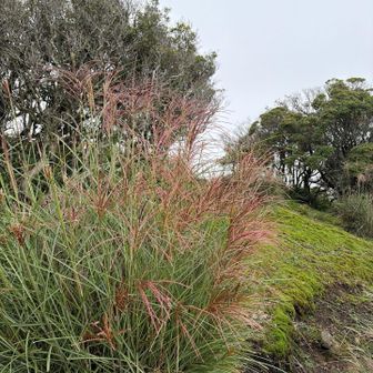 🌾