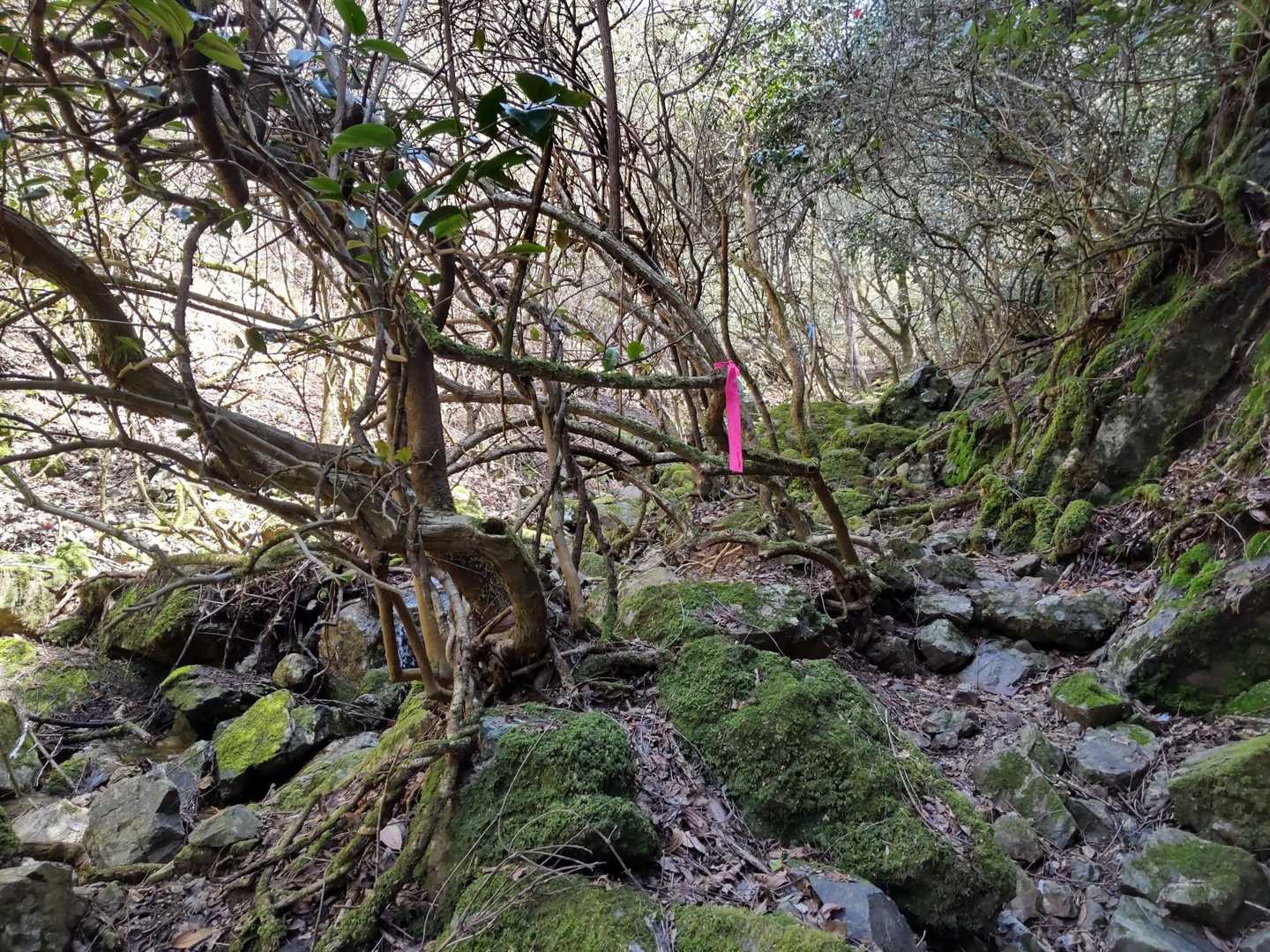 苔が多く足元注意です。