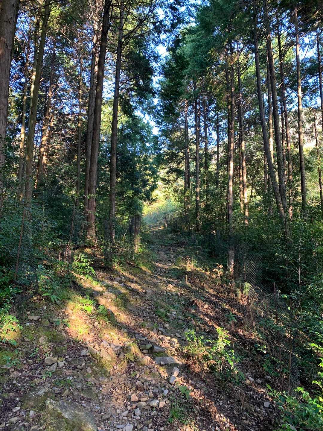 まずは穏やかな坂道で山に入って行きます。