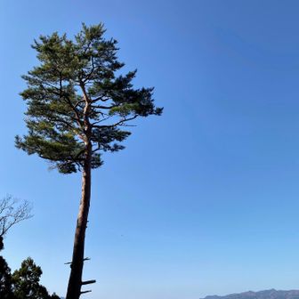 山頂西側には、三床の一本松！