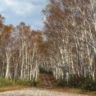 4ピークをめぐり終えて長い下山に入ります（約4.5km）
歩くのは林道ではなくて、イルムケップスカイラインと言うようです。