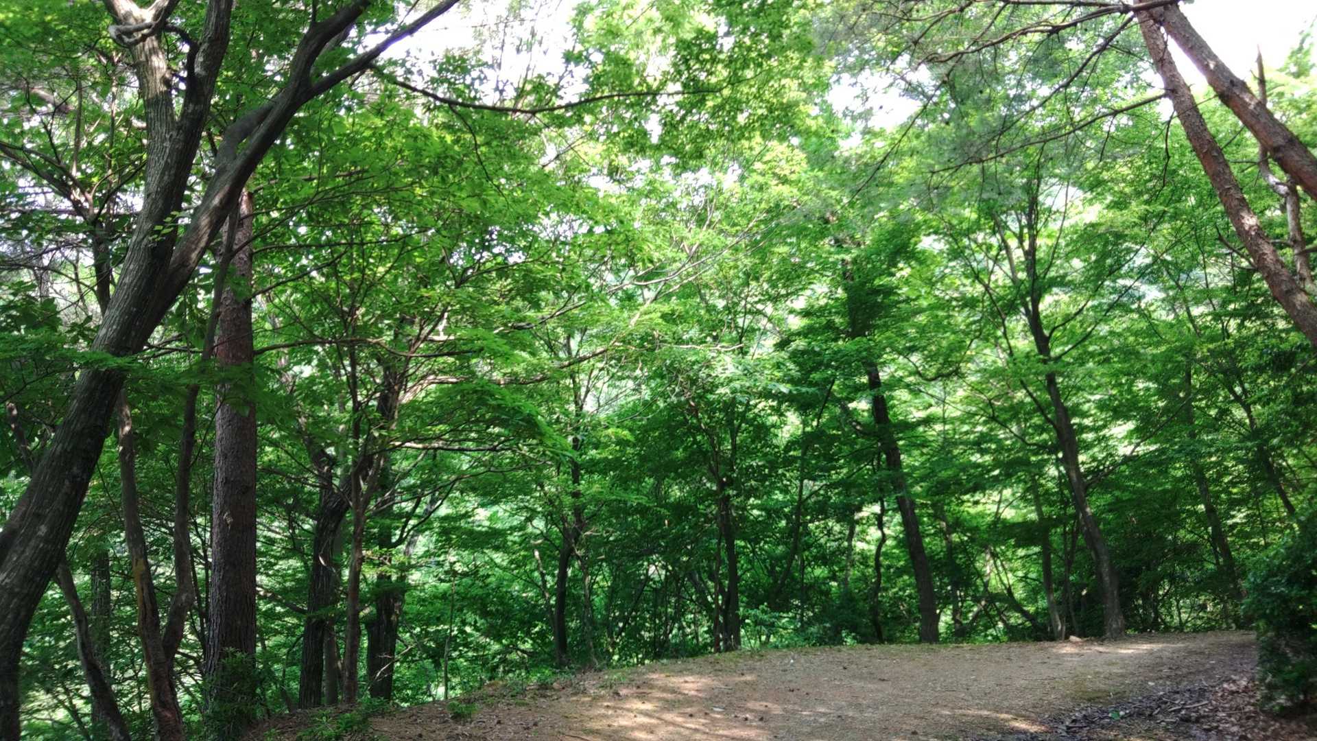 緑が心地よい