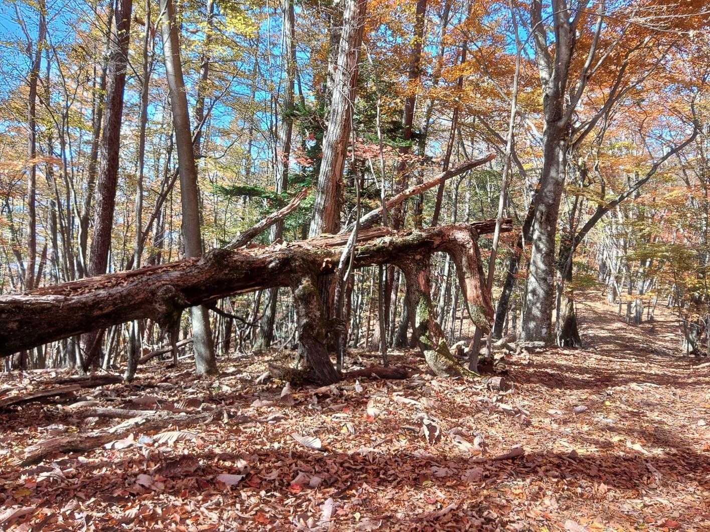 鶴峠-奈良倉山-牛ノ寝・大菩薩峠登山口-松姫峠-鶴寝山 往復コースの写真