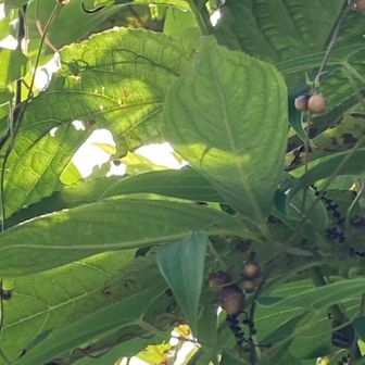  ムカゴも大きくなってきた！