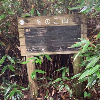 きのこ山　山頂