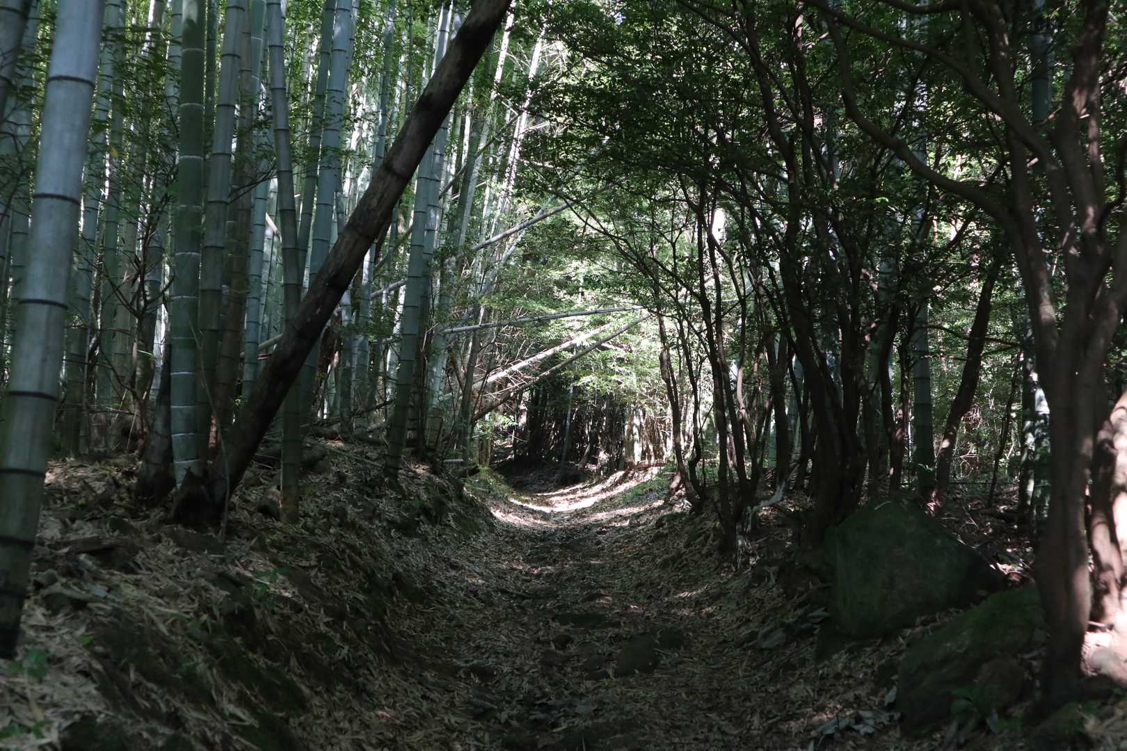 世田薬師バス停-世田薬師登山口-世田山-笠松山 往復コースの写真