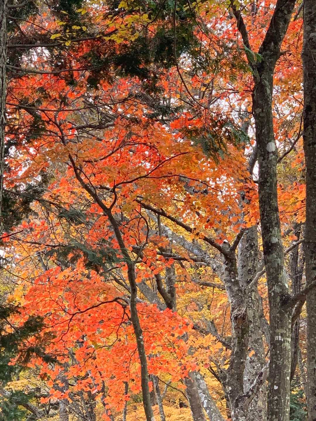 【縦走】足和田山（一本木バス停・紅葉台バス停）の写真