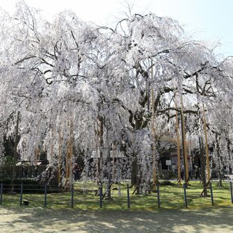 《 足羽神社 》

『しだれ桜』
そして少し登って今回のターゲット!!　思った以上に満開状態
(h)