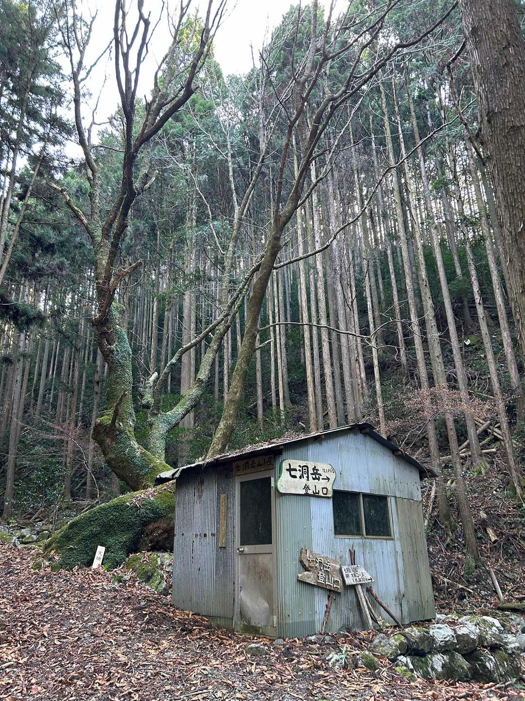大栃と書かれた立派な木🌲