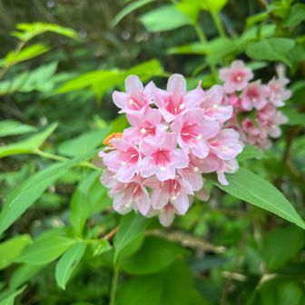 かわいいお花🌸