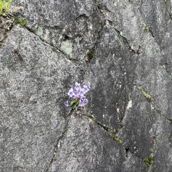 駅から登山口までには様々なお花が咲いていました
これは壁から健気に咲いていたお花