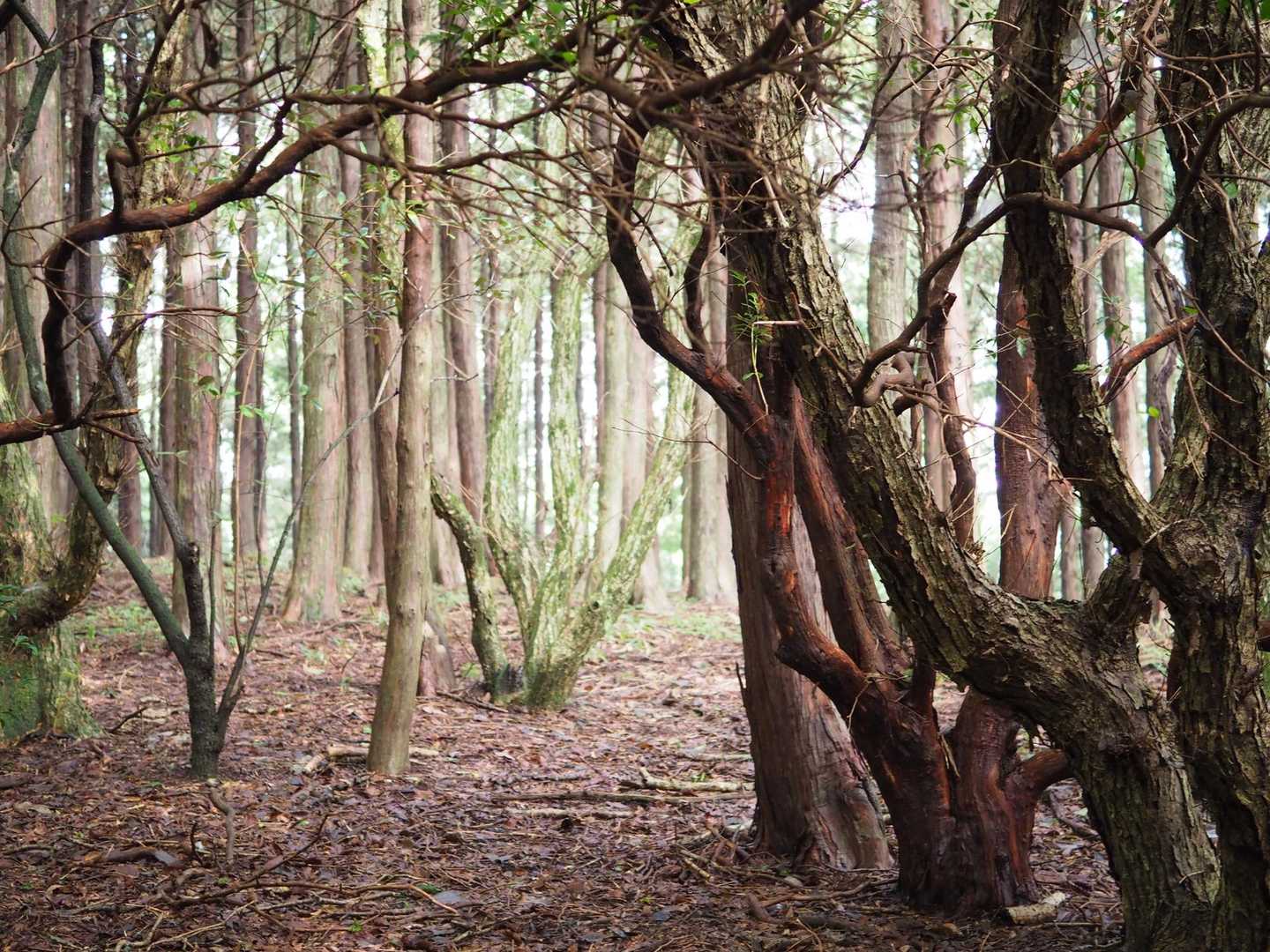 🌳にもどって鞍岳へ
