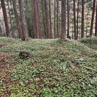冷水山・百前森山・果無山 秘密の花園㊙️に到着