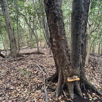 ピークと思われる場所の木におこしかけ🪾