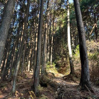 伏見峠に向かいます