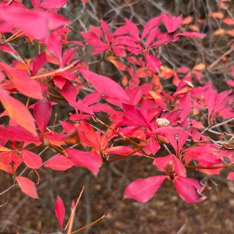 紅葉が残っていました
