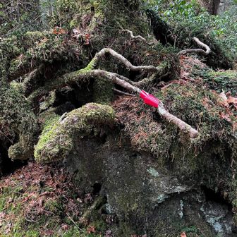 赤テープやピンクテープを頼りに進みます🎀