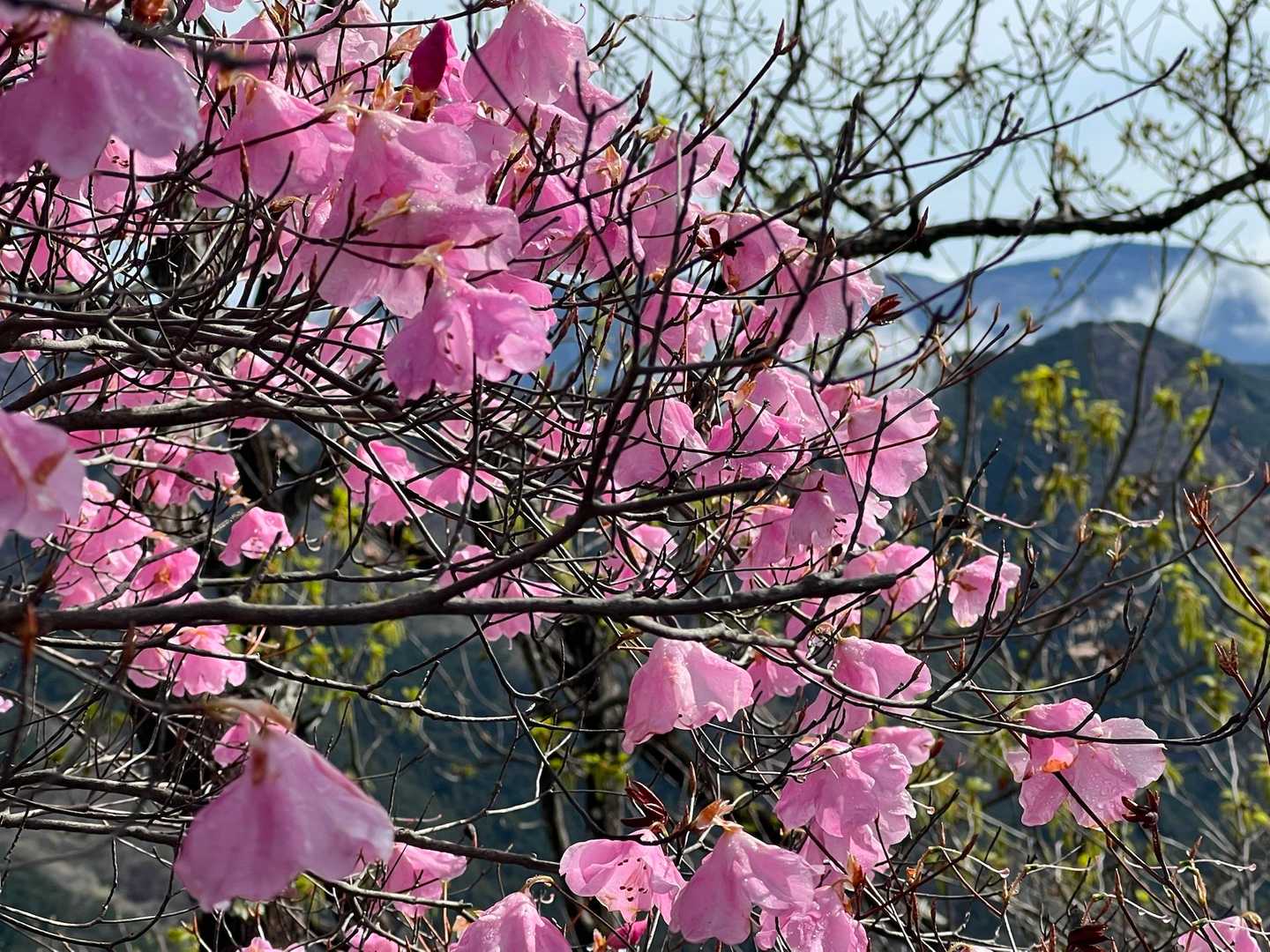 金原山登山口-金原山-林山-天ヶ岳 往復コースの写真