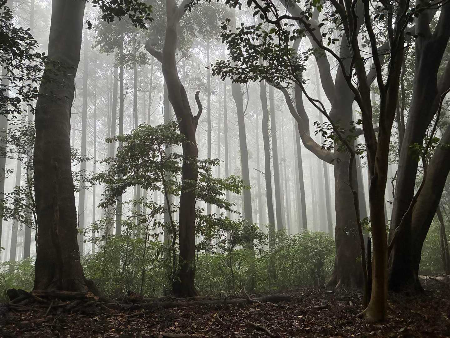 内浦登山口-湯川山 往復コースの写真