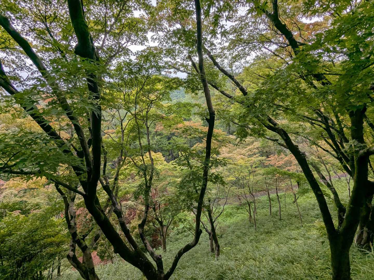 色づきはじめてます