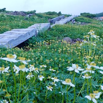 ハクサンイチゲも花盛り🌼
素晴らしい💖
教えてもらわなかったら行かなかったよ