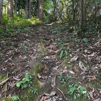 八乙女山はあちこちにルートがあります。登りとは別のルートを進んでみました。