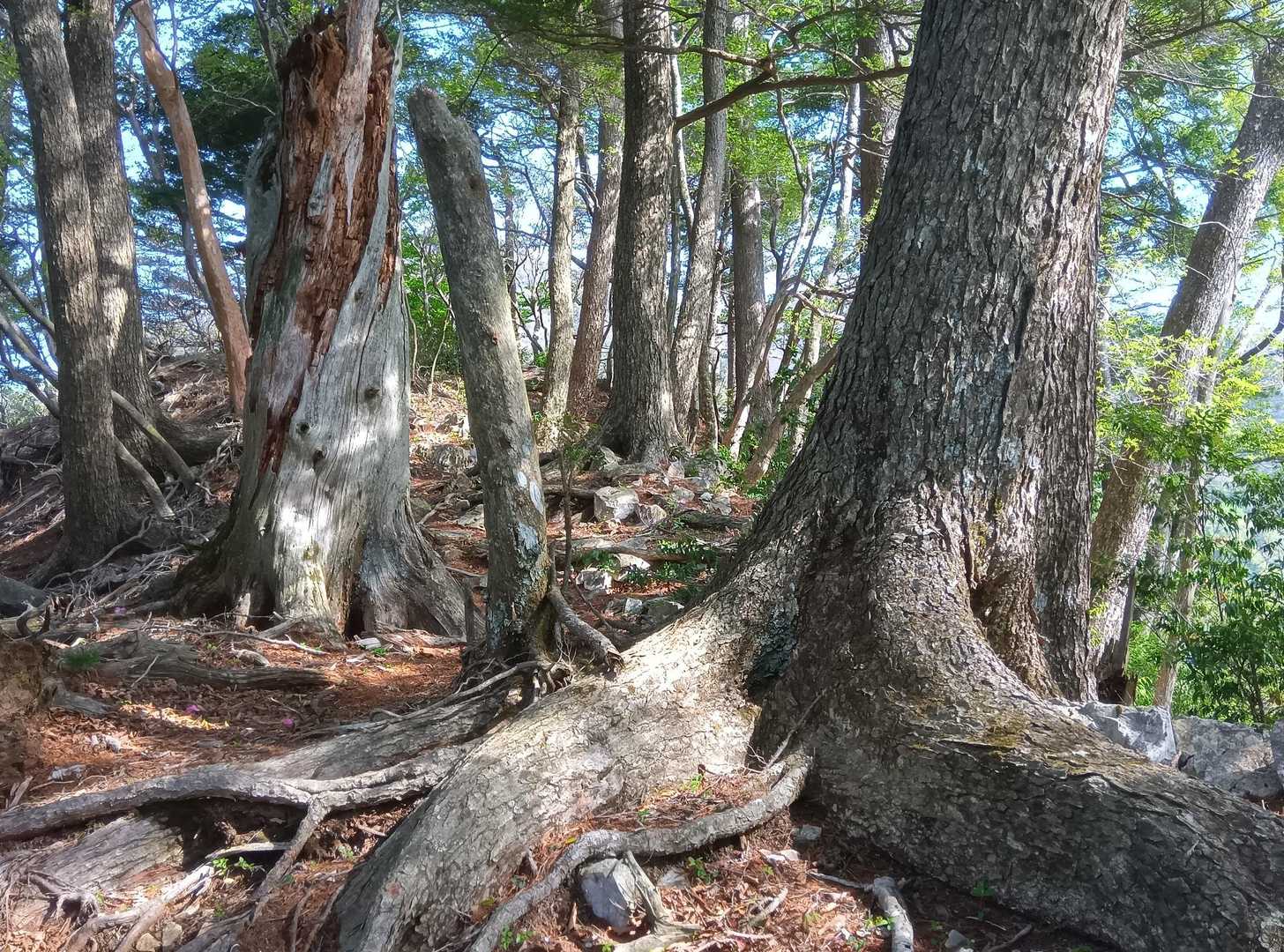 杉ヶ越登山口-傾山 往復コースの写真