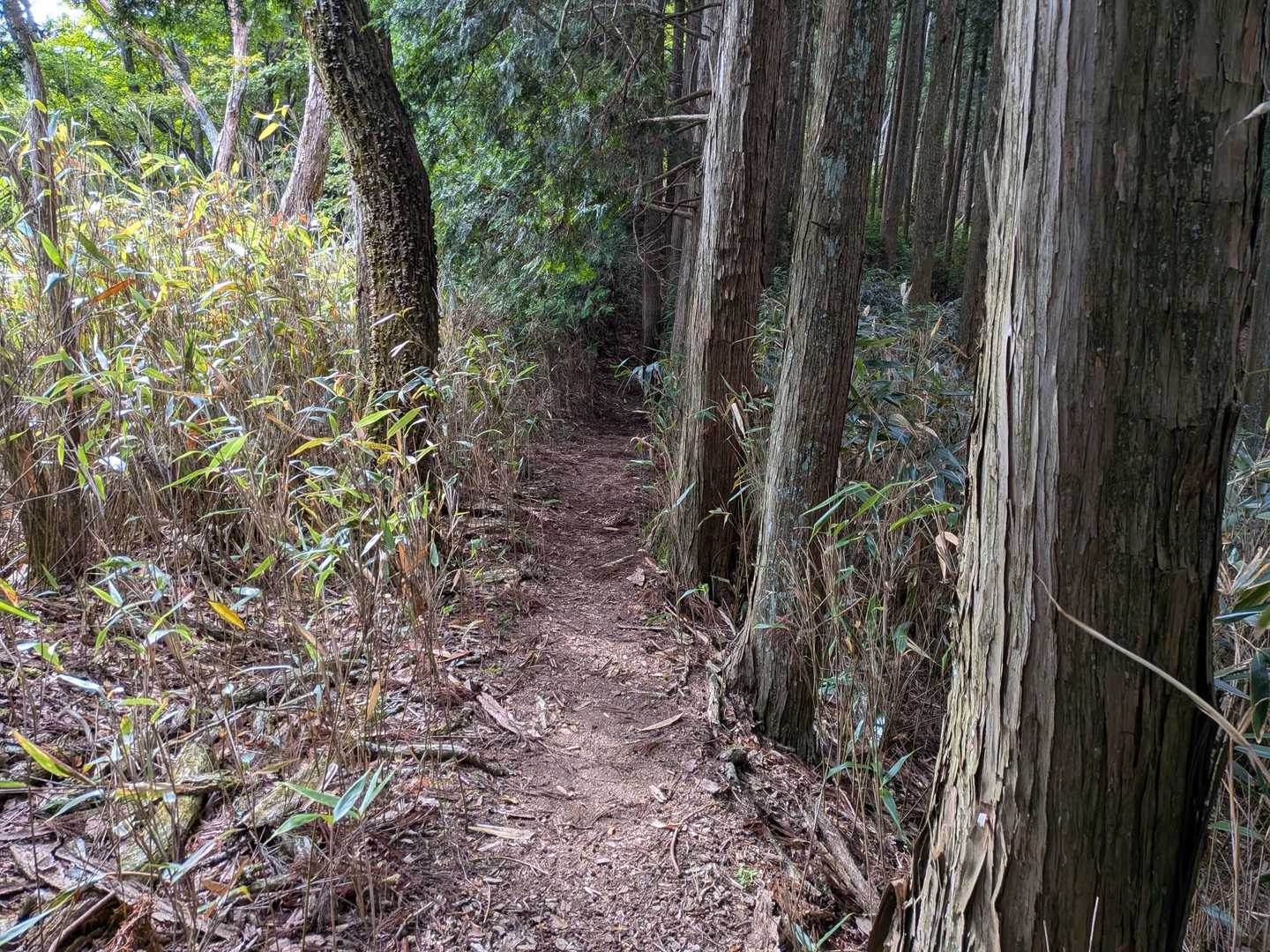 気持ちの良い尾根歩き✨️
かなり涼しい🎐