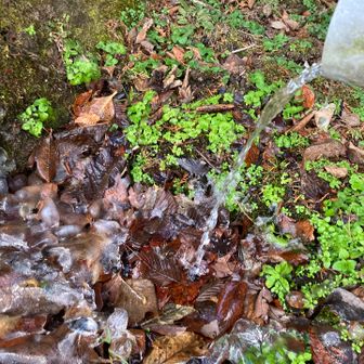 チョロチョロと水が落ちてる周りには