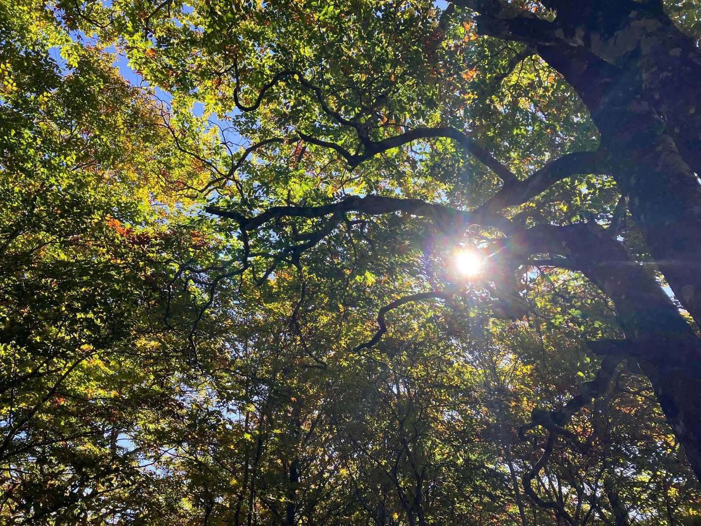 【 紅葉🍁の名言集】
あらゆる葉が花である秋は、二番目の春である。　　　　　　　　　アルベール・カミュ