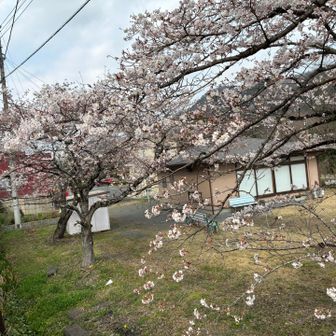 もうすぐ満開の桜も眺めて🩷