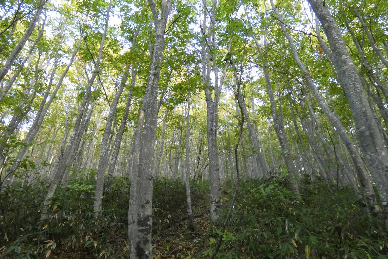 高田大岳 往復コースの写真