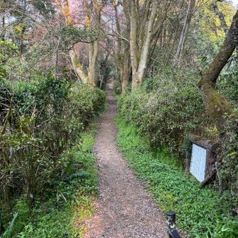 花びら落ちていて綺麗な道🌸