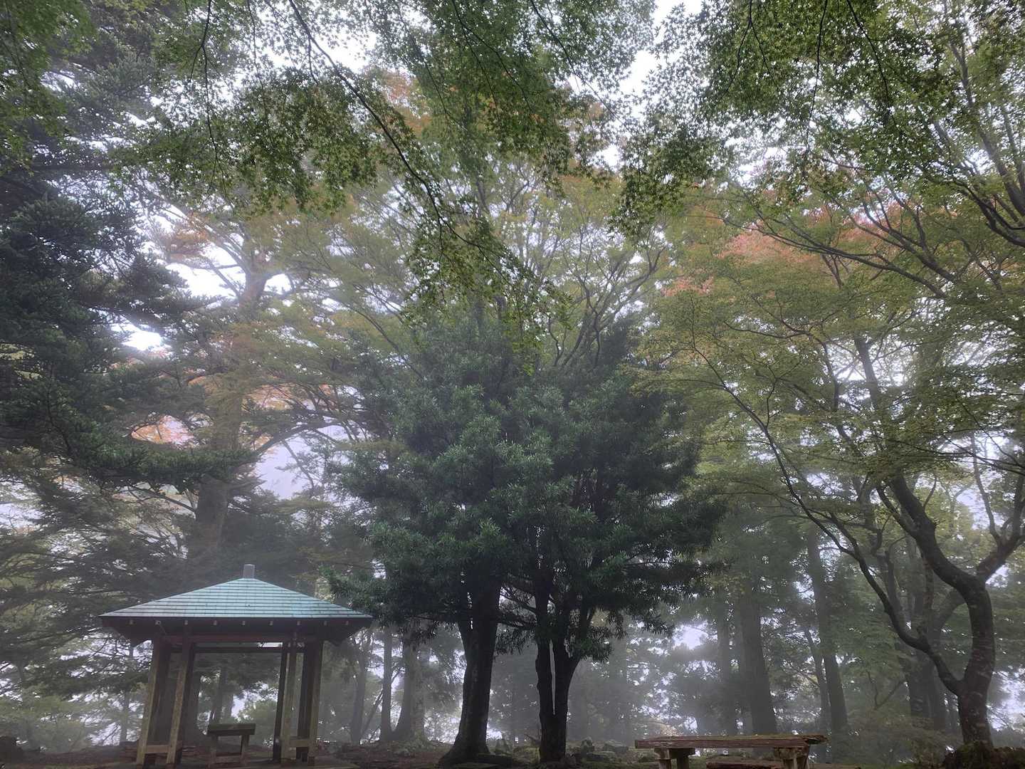 男坂上がって来ましたよー🥾
少し来なかっただけで
紅葉🍁が進んだ気がします