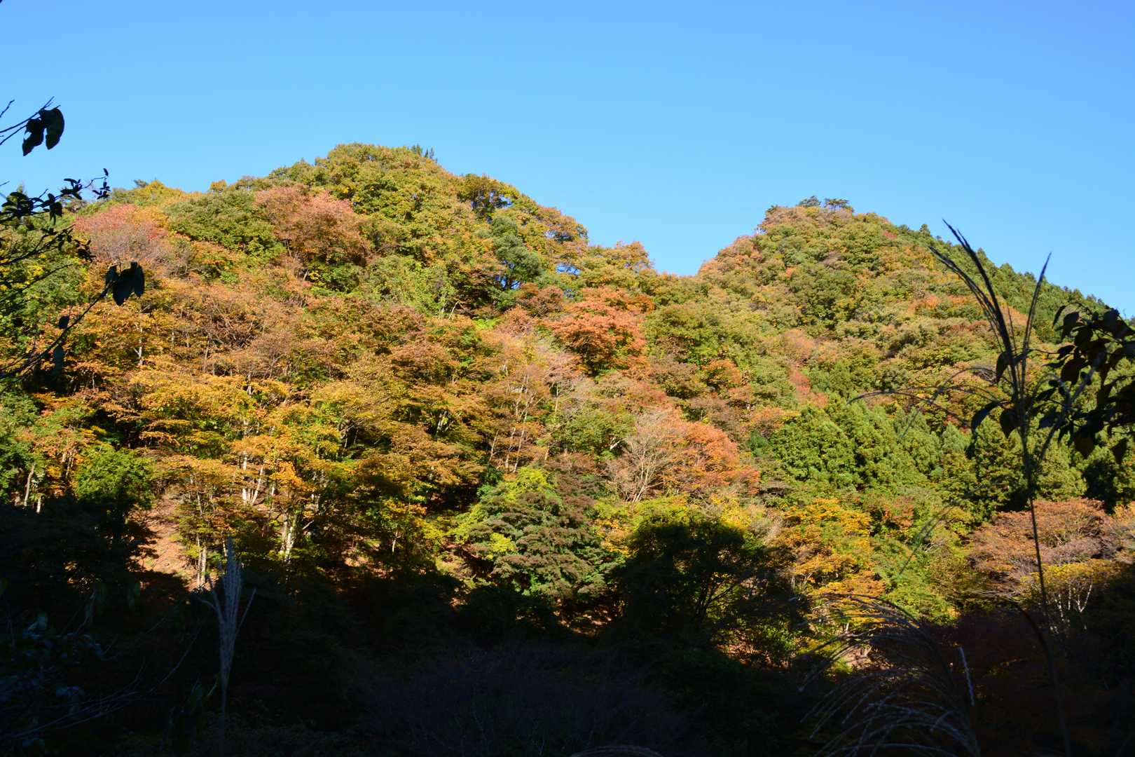 木々の隙間から。
