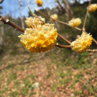 ミツマタはギリギリですが見れました〜🌼