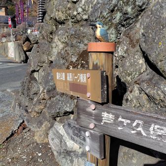 さて、まずは日向山へ向かいます！案内看板の上に鳥が！
鳥🐤「寒いけどがんピーッって登ってピーッ」
鳥の鳴き声が放送禁止用語のようになってるな🤔