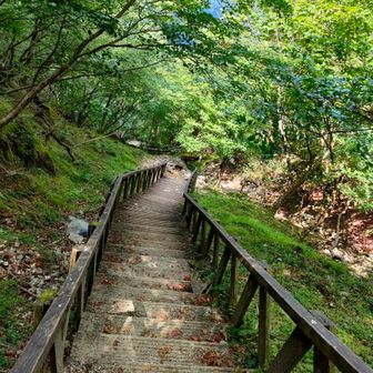 復路も何人の方々に追い越されるほど、
ゆっくり2つのお花を探していたけれど、
お花達は見つかりません🥲
年配の男女の方々が通りかかる度に、
「これこれ見ませんでした？」と聞くけど、
皆「そんなお花知らな〜い」って言う・・