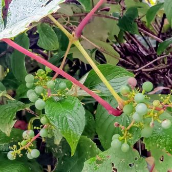山ぶどう🍇
