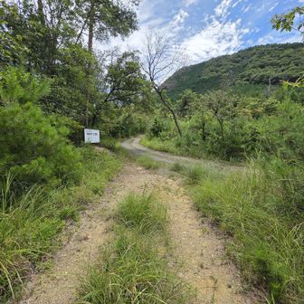 おお、ちゃんとした林道に合流。コレが本来の登山ルート