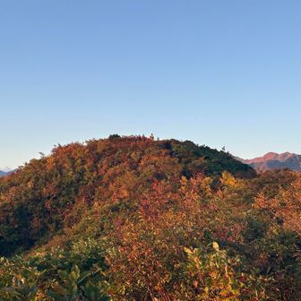 モルゲン紅葉