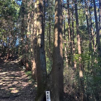 中腹にある夫婦杉🌲